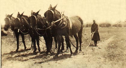 Jessie Carrell with the Mules